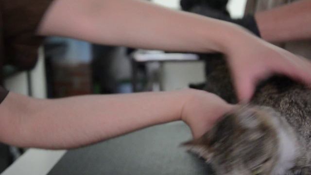 1ER RESCATE GATOS DEL. ALVARO OBREGON смотреть онлайн