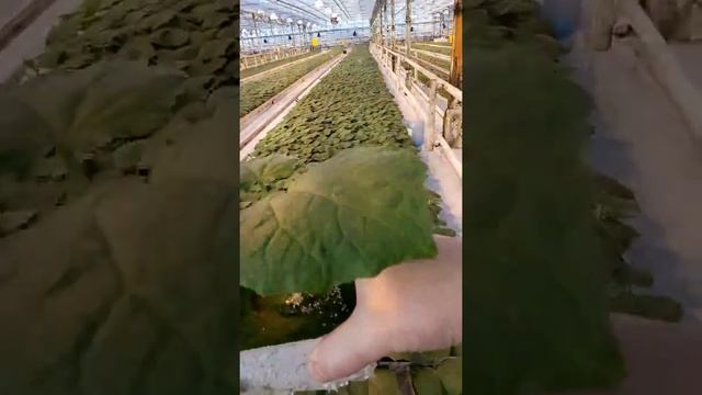 Рассада огурцов в январе. смотреть онлайн