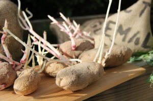 Как приготовить дома биологический стимулятор-укоренитель из картофельных проростков?