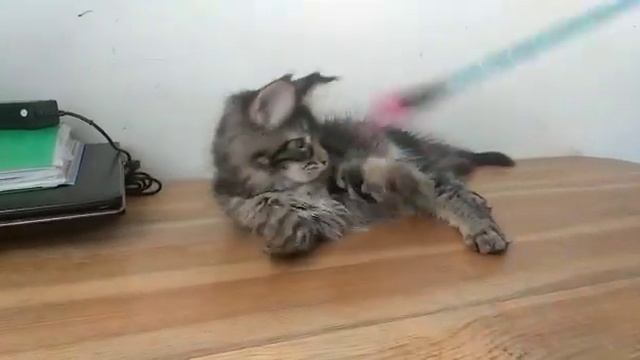 Черный тикированный мальчик котёнок Мейн-кун, 3 месяца, в продаже на сайте Мейн-куны Москвы смотреть онлайн