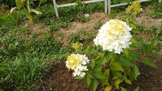 ГОРТЕНЗИЯ СКАЙФОЛЛ смотреть онлайн