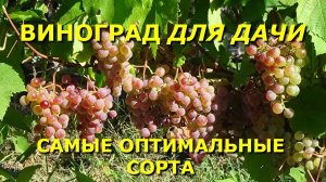 КАКОЙ ВИНОГРАД ПОСАДИТЬ НА ДАЧЕ?