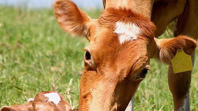 Guernsey Dairy Cattle | Rich Pastured Milk смотреть онлайн