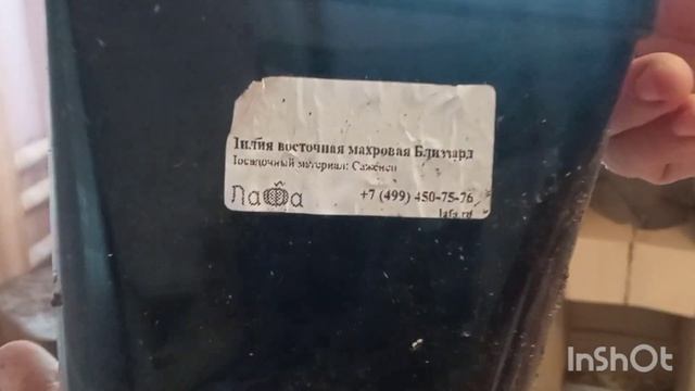 ?Лилии махровые???- просто бомбический посадочный материал????? смотреть онлайн