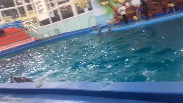 Астана дельфинарии смотреть онлайн