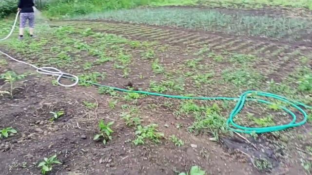 полив огорода мтз-80