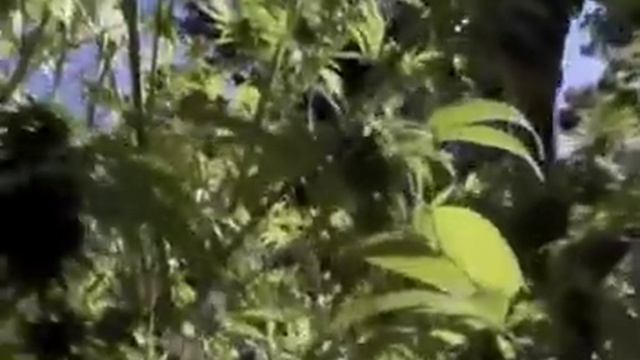 'Police in Helicopter' John Holt Tom Laroc Video flip смотреть онлайн