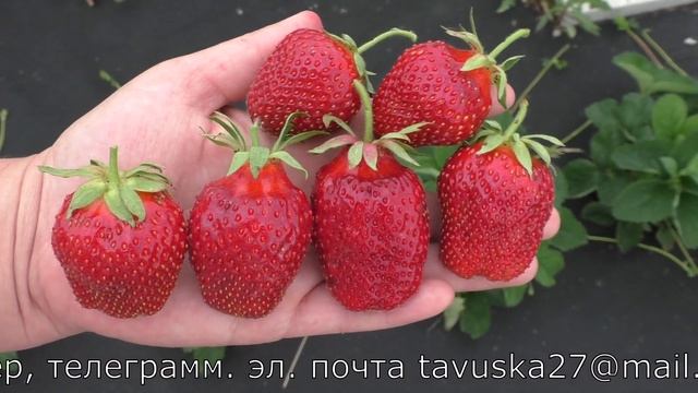 ТАГО клубника позднего срока созревания смотреть онлайн