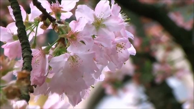 Как дивно сакура цветет, я загадаю три желанья...