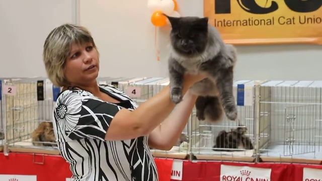 Кот Мейн Кун Искандер на выставке. смотреть онлайн