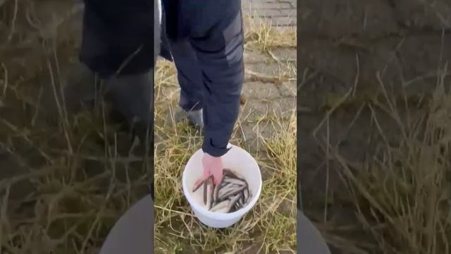 Немецкая КОРЮШКА очень похожа на ПИТЕРСКУЮ.Сравните сами? смотреть онлайн