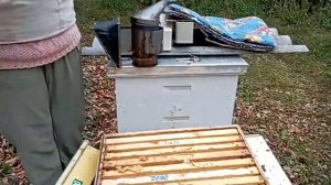 Силиконовая сетка для сбора прополиса сработала...