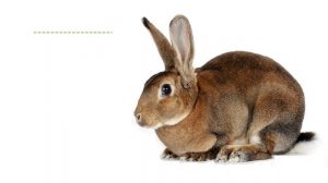 Голоса и звуки домашних животных