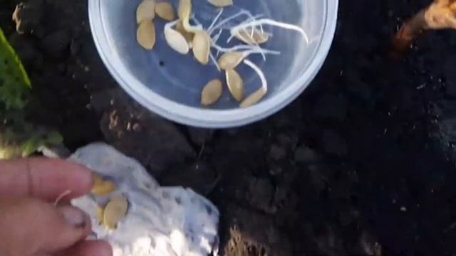 Как Растет СВЕКЛА "БАРЫНЯ". Отсаживаю КАБАЧКАМИ. 22.06.2019г. смотреть онлайн