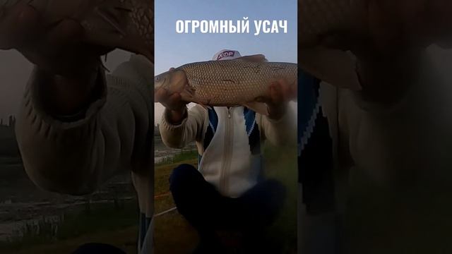 Огромный усач #рыбалкавузбекистане #baliqovi2022 #fishing #усач смотреть онлайн