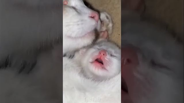 Try Not To Laugh Dogs And Cats 😁 - Best Funniest Animals Video 2024 - Part 34 смотреть онлайн