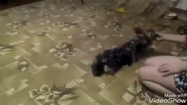 Быстро, все быстро || Jessica York, йорк выполняет команды , сидеть, лежать и ..... смотреть онлайн