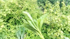 Избавиться от сныти любой ценой? Польза сныти на участке. Где взять мульчу для кустов и деревьев?