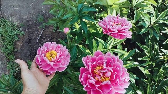 Пион Утренние грезы (Скакодуб Л.). Спасская Александра. смотреть онлайн