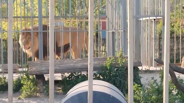 Напился и спел свою коронную песню 🥰 Лев Тигран 🦁#lion #animals #тигран смотреть онлайн