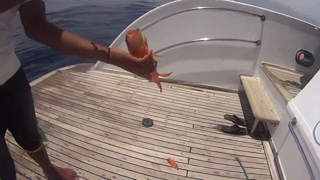 Рыбалка красное море. Рыба морской окунь. смотреть онлайн