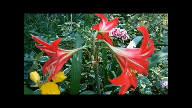 Красивый Амариллис в саду,уход . смотреть онлайн