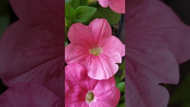 Петуния Саксесс Салмон и Фотофиниш Салмон