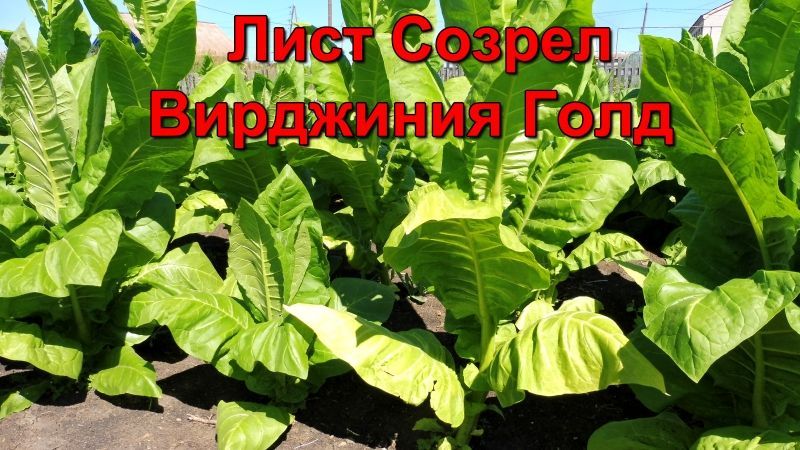 Созревание листа и первая ломка сорт Табака Вирджиния Голд Германия. смотреть онлайн