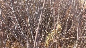 Заготовка ивового прута для плетения корзин. Часть 1