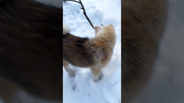 овчарка, Малинуа, Американская Акита Vs 🌳🌲дерево Belgian Shepherd, Malinois, American Akita Vs 🌲