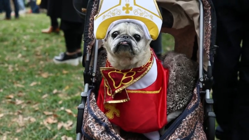 Собачий парад к Halloween смотреть онлайн