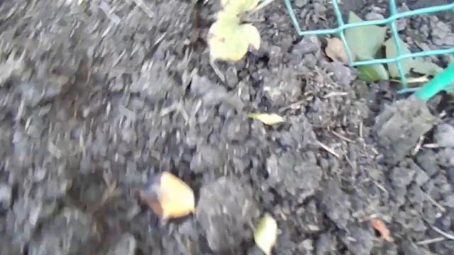 ОБРЕЗКА КЛЕМАТИСОВ ОСЕНЬЮ. КАК ПРАВИЛЬНО ОБРЕЗАТЬ КЛЕМАТИС С РАЗНЫМИ ГРУППАМИ ПОСАДКИ. смотреть онлайн