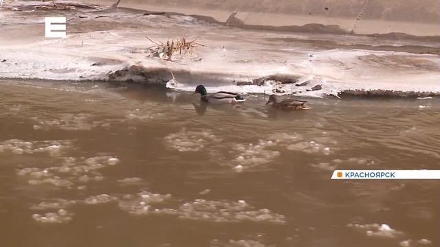 На Каче в черте Красноярска начался ледоход смотреть онлайн