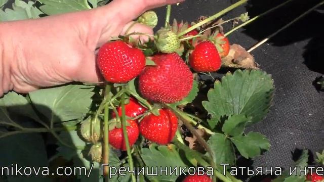 ХЕПИЛ супер урожайный сорт с ягодой десертного вкуса позднего срока созревания смотреть онлайн