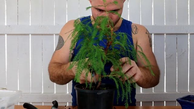 Making a Bald Cypress Bonsai | AKA Swampie or Taxodium distichum смотреть онлайн