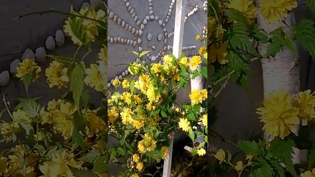 Керия японская в дизайне смотреть онлайн