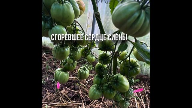 Дегустация томатов. Сезон 2023. 19 сортов часть N 1 смотреть онлайн