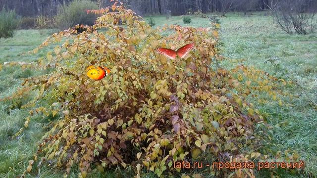Стефанандра танаки (stephanandra tanakae) ? стефанандра обзор: как сажать саженцы стефанандры смотреть онлайн