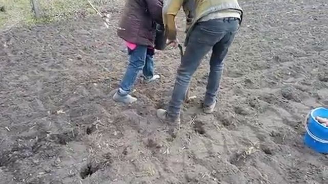 Посадка картофеля ручной сажалкой. смотреть онлайн