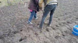 Посадка картофеля ручной сажалкой.