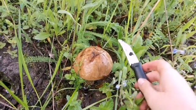 Нашли ОГРОМНЫЕ ГРИБЫ ? Свинушка толстая / Майская рядовка / Подберезовик смотреть онлайн