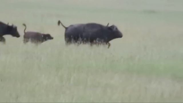 Merciless! Painful Lion Trying To Resist When Attacked By A Giant Python смотреть онлайн