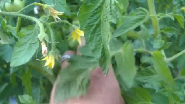 Midsummer Night Meadows EzGro Garden Production 4 18 2018