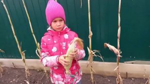 Самая сладкая кукуруза на Урале! Алина и Алиса убедились в этом!