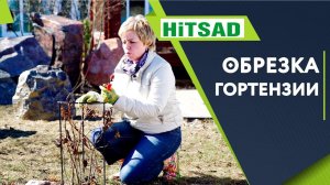 Правильная Обрезка Метельчатой Гортензии на Цветение Весной
