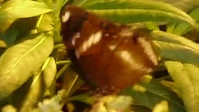 The Palm House in Burggarten смотреть онлайн