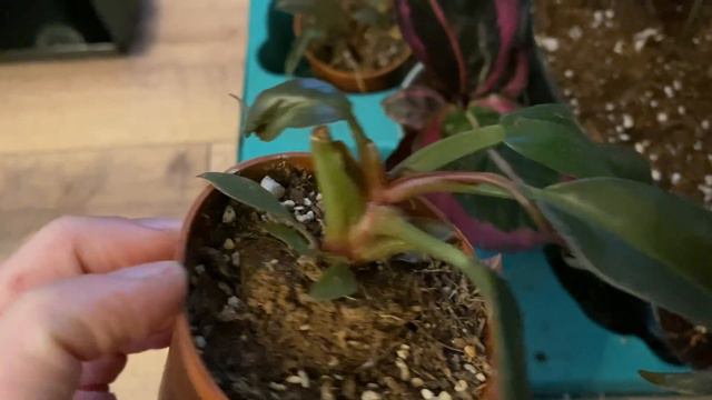 Unboxing & Plant Haul | Nowe philodendrony, alokazje i anturium w mojej roślinnej kolekcji:) смотреть онлайн