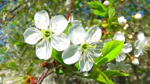 «За того парня» (титры на русском языке)