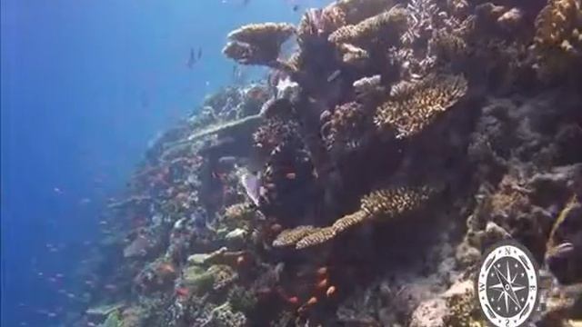 MV Orion - дайв-сафари на Мальдивах - JadeScuba.Ru смотреть онлайн