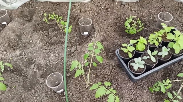 Обещают понижение температуры до -10 градусов.Утепляю высаженную в теплицу рассаду. 13.04.2023 смотреть онлайн